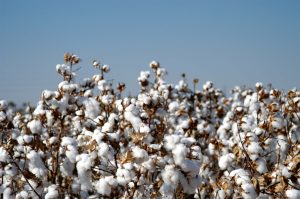 impacto ambiental do algodão